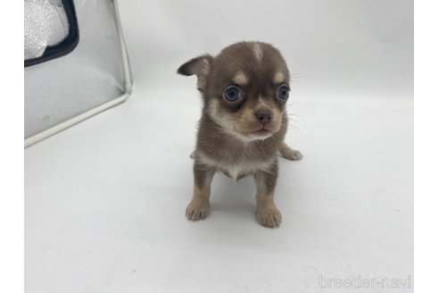 成約済の愛知県のチワワ(ロングコート)-322721の5枚目