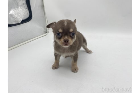 成約済の愛知県のチワワ(ロングコート)-322721の3枚目