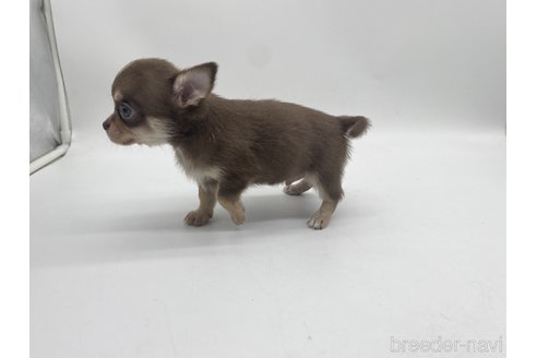 成約済の愛知県のチワワ(ロングコート)-322721の2枚目