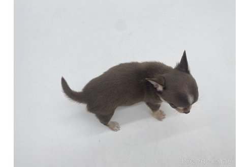 成約済の愛知県のチワワ(スムースコート)-322724の4枚目