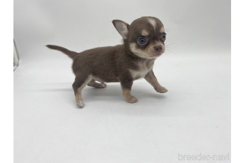 成約済の愛知県のチワワ(スムースコート)-322724の3枚目