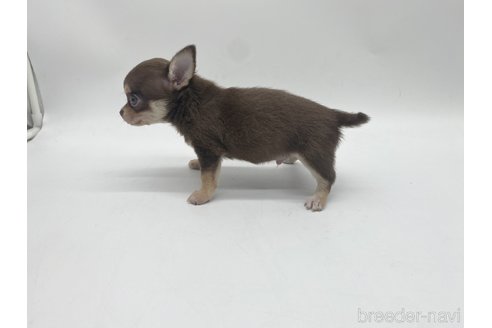 成約済の愛知県のチワワ(スムースコート)-322724の2枚目