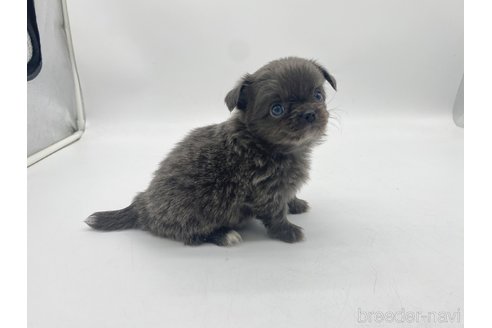 成約済の愛知県のチワワ(ロングコート)-322726の4枚目