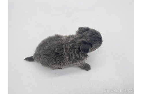 成約済の愛知県のチワワ(ロングコート)-322726の3枚目