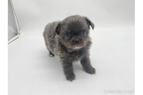 成約済の愛知県のチワワ(ロングコート)-322726