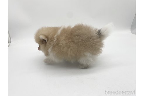 成約済の愛知県のポメラニアン-322732の7枚目