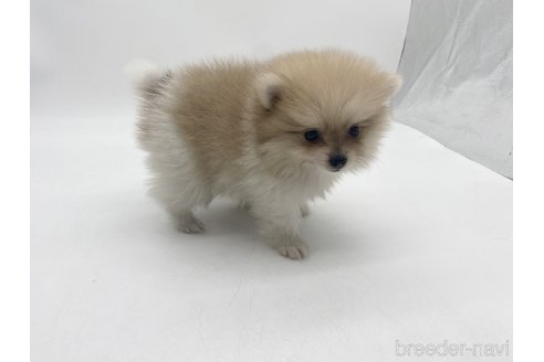 成約済の愛知県のポメラニアン-322732の6枚目