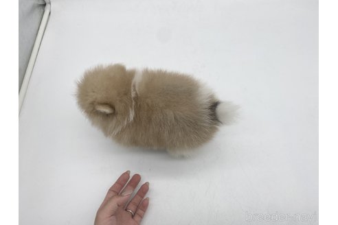 成約済の愛知県のポメラニアン-322732の4枚目