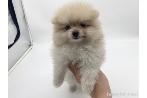 成約済の愛知県のポメラニアン-322732