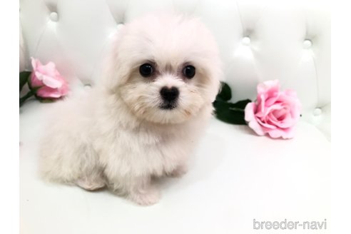 成約済の埼玉県のミックス犬-317893の6枚目