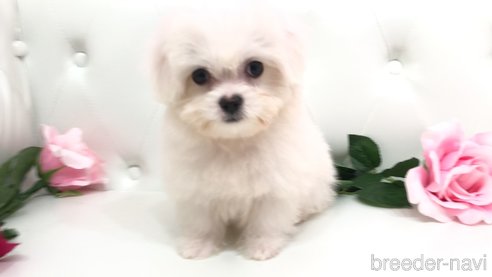 成約済の埼玉県のミックス犬-317893の3枚目