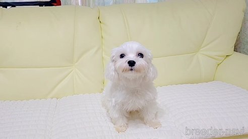 メリーちゃん1枚目
