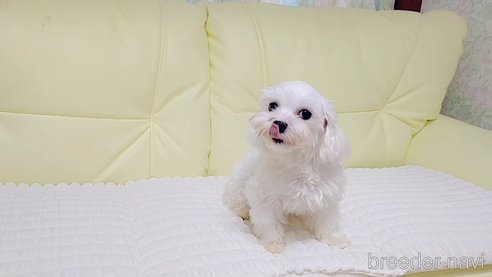 メリーちゃん1枚目