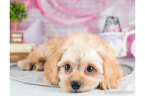 成約済の茨城県のミックス犬-316135の2枚目