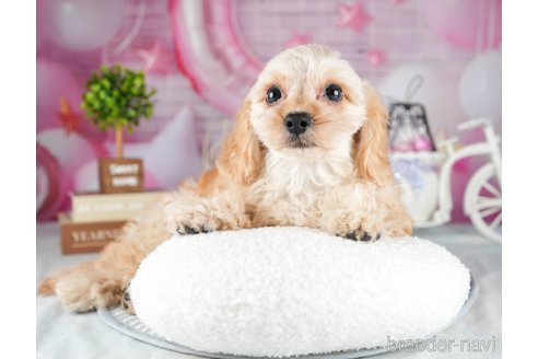 成約済の茨城県のミックス犬-316135の3枚目