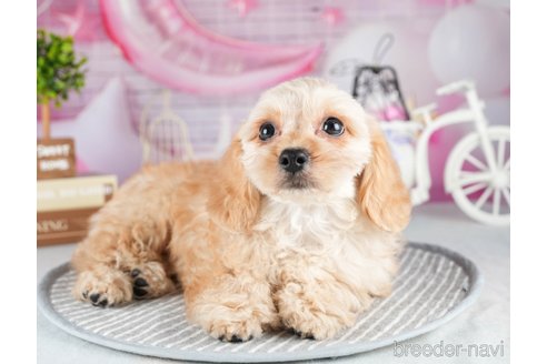 成約済の茨城県のミックス犬-316135の4枚目