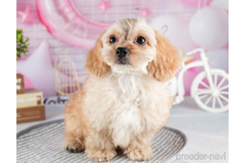 成約済の茨城県のミックス犬-316135の5枚目