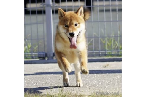 成約済の愛媛県の柴犬-322746の1枚目