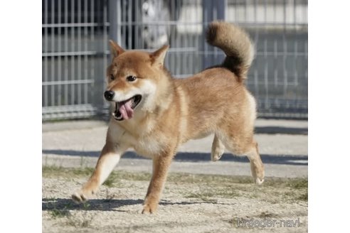 成約済の愛媛県の柴犬-322746の3枚目