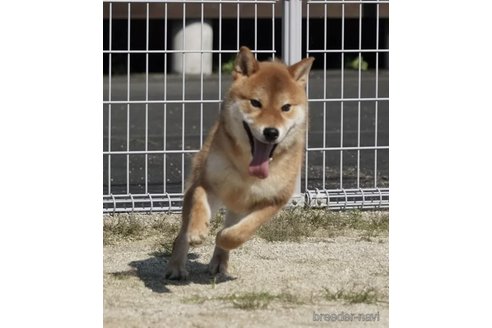 成約済の愛媛県の柴犬-322746の2枚目