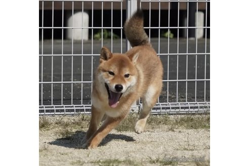 成約済の愛媛県の柴犬-322746の4枚目