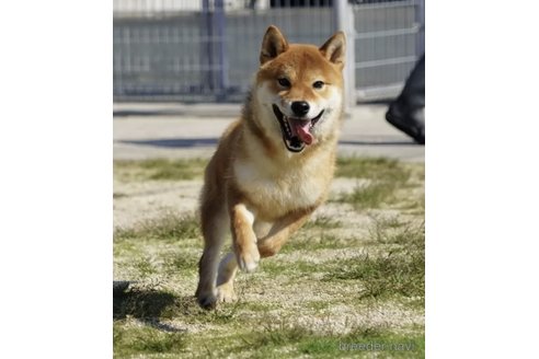 成約済の愛媛県の柴犬-322746の5枚目