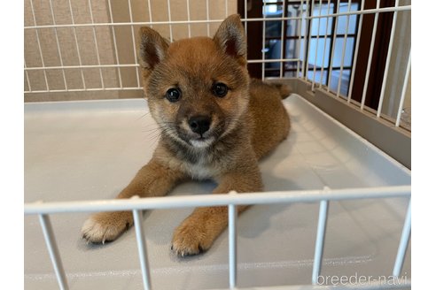 成約済の兵庫県の豆柴-318455の2枚目