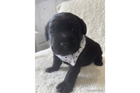 成約済の滋賀県のラブラドールレトリーバー-322754の4枚目