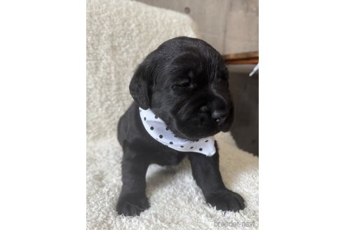 成約済の滋賀県のラブラドールレトリーバー-322754の5枚目