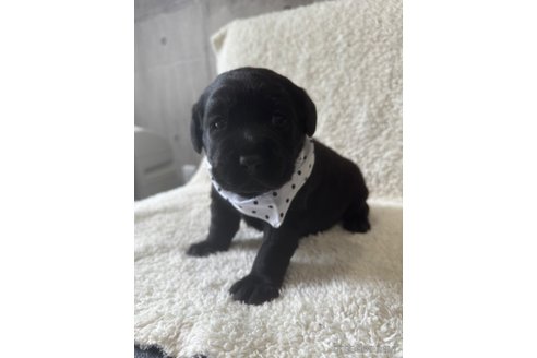 成約済の滋賀県のラブラドールレトリーバー-322754の6枚目