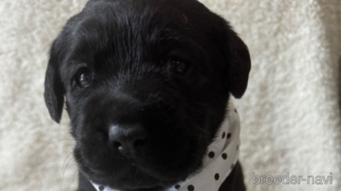 成約済の滋賀県のラブラドールレトリーバー-322754の3枚目