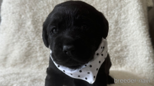 成約済の滋賀県のラブラドールレトリーバー-322754の2枚目