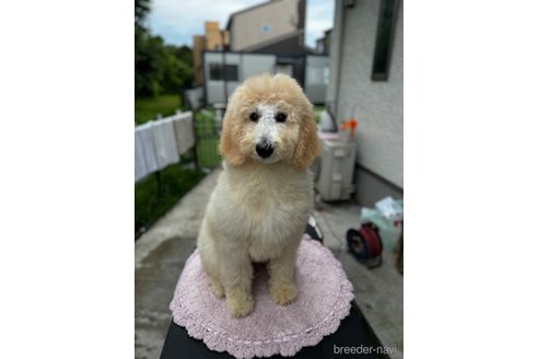 成約済の千葉県のスタンダードプードル-307012の8枚目