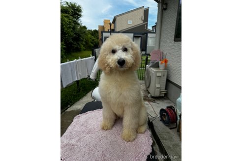 成約済の千葉県のスタンダードプードル-307026の14枚目