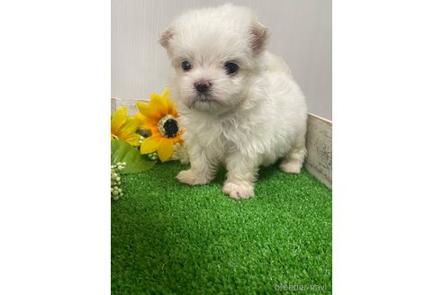 成約済の滋賀県のマルチーズ-319557の27枚目