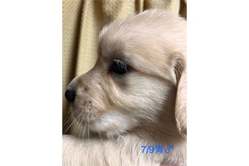 成約済の愛知県のゴールデンレトリーバー-318382の5枚目