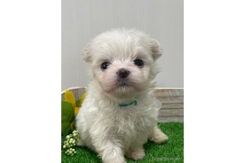 成約済の滋賀県のマルチーズ-319558の20枚目
