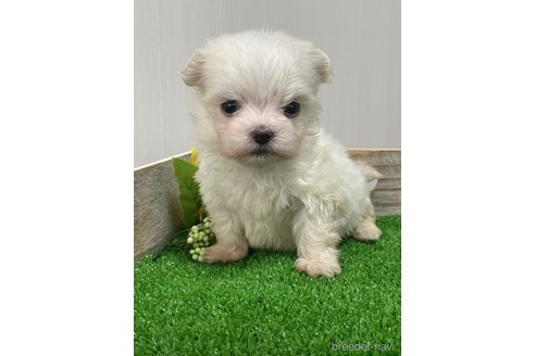 成約済の滋賀県のマルチーズ-319558の19枚目