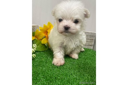 成約済の滋賀県のマルチーズ-319558の17枚目
