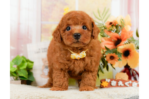 成約済の神奈川県のトイプードル-322769の12枚目