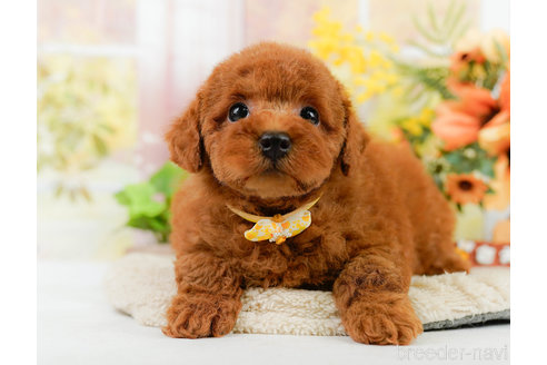 成約済の神奈川県のトイプードル-322769の11枚目