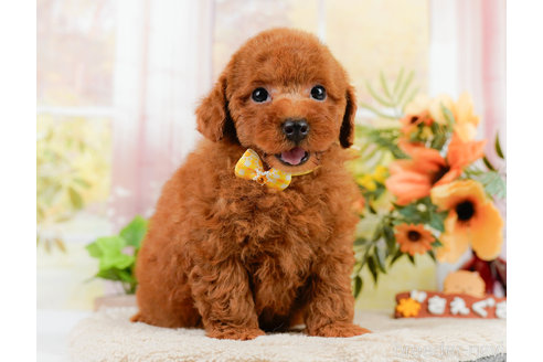 成約済の神奈川県のトイプードル-322769の10枚目