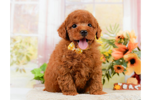 成約済の神奈川県のトイプードル-322769の8枚目