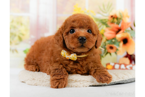 成約済の神奈川県のトイプードル-322769の7枚目