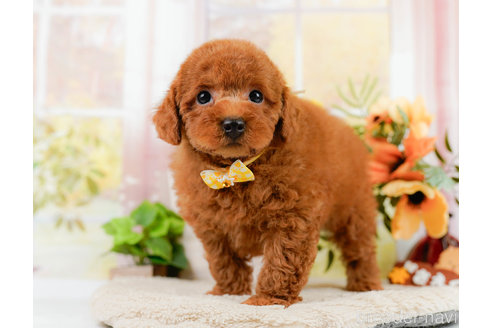 成約済の神奈川県のトイプードル-322769の6枚目