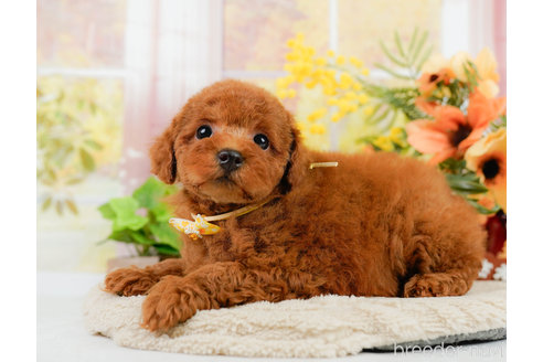 成約済の神奈川県のトイプードル-322769の5枚目