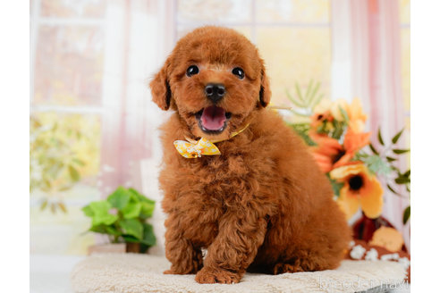 成約済の神奈川県のトイプードル-322769の4枚目