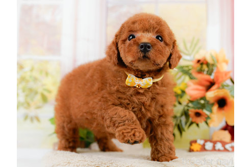 成約済の神奈川県のトイプードル-322769の2枚目