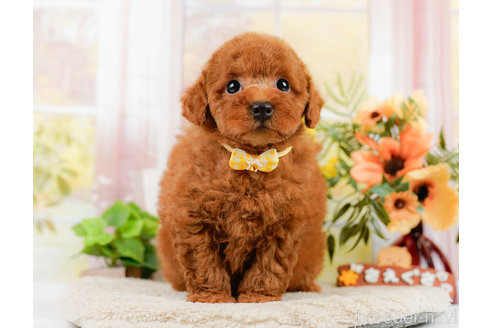 成約済の神奈川県のトイプードル-322769の1枚目