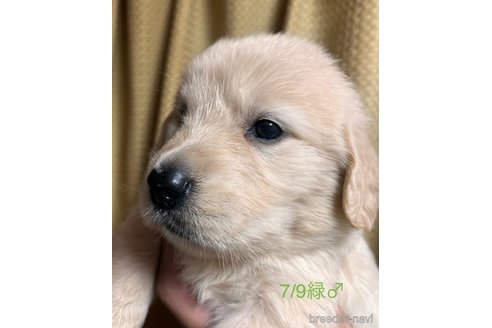 成約済の愛知県のゴールデンレトリーバー-320644の8枚目